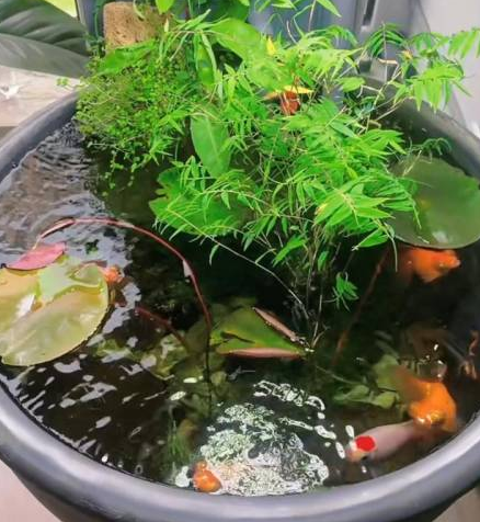 养鱼风水